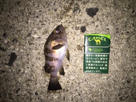 メバリング開幕