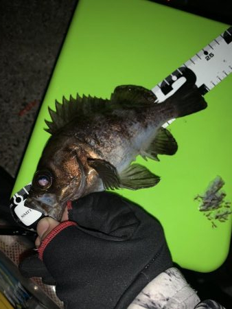 やっと満足できる釣果