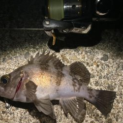 泉南メバリング