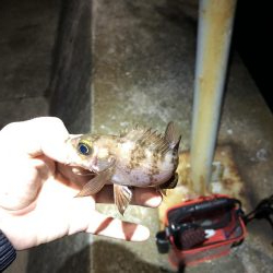 数釣りは楽しめる