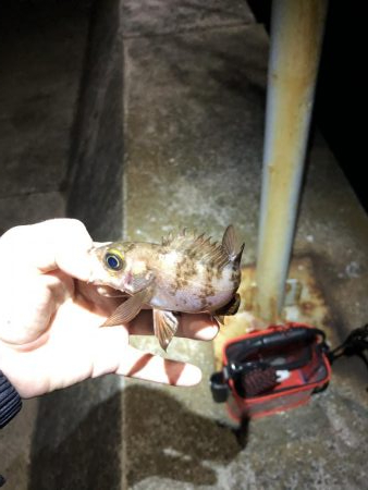 数釣りは楽しめる