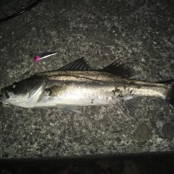 近場にてシーバス探しへ