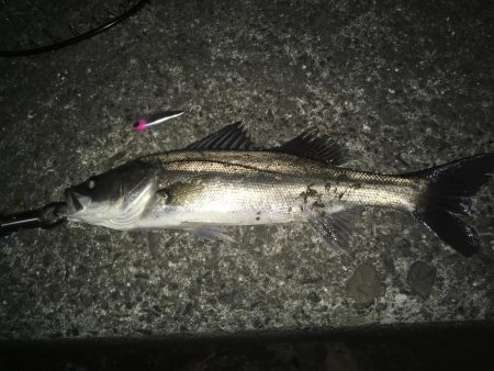 近場にてシーバス探しへ