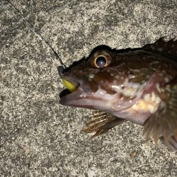 漁港ワーム炸裂