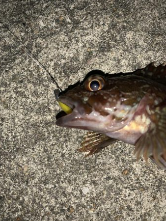 漁港ワーム炸裂