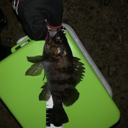 メバリング楽しい〜