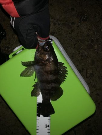 メバリング楽しい〜