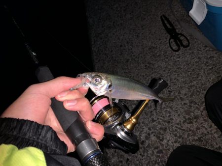 ライトゲーム&ボトム泳がせ！！