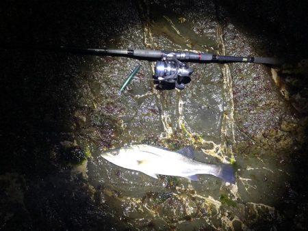 ゴロタでシーバス1本勝負！