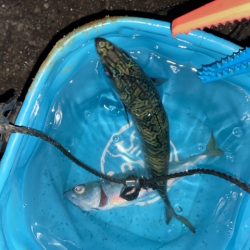 サビキとライトゲームで五目