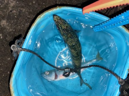 サビキとライトゲームで五目