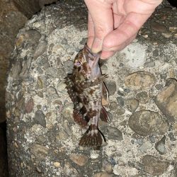 21時　メバリング