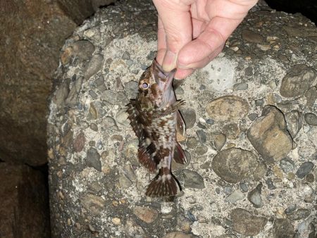 21時　メバリング