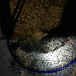 根魚の最大記録更新！