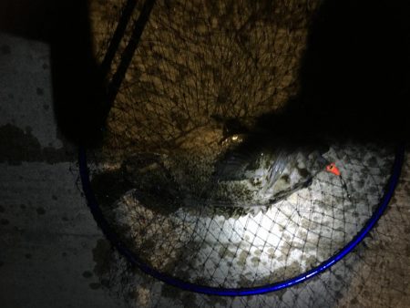 根魚の最大記録更新！