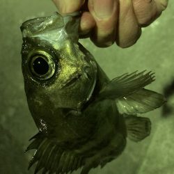 久しぶりの泉南メバリング