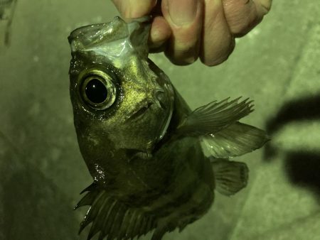 久しぶりの泉南メバリング