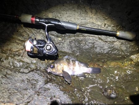 ゴロタでメバリング