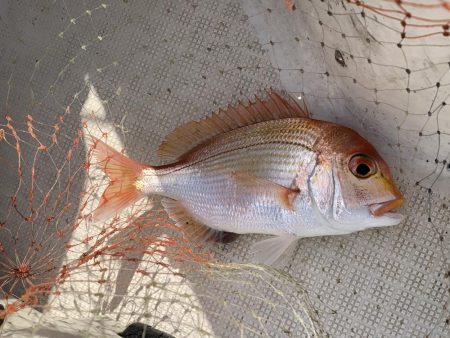 真冬のマイボート釣行