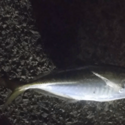 今夜も爆釣！！