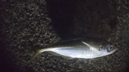 今夜も爆釣！！