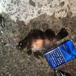 メバル(プラッキング)②