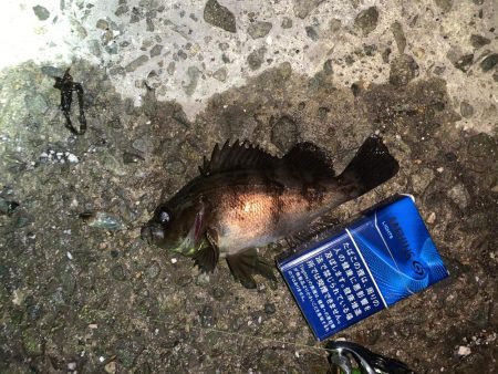 メバル(プラッキング)②