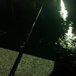 連続良型キビレ!