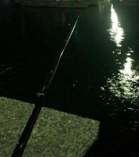 連続良型キビレ!