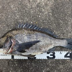 イチノ巨乳、釣果!