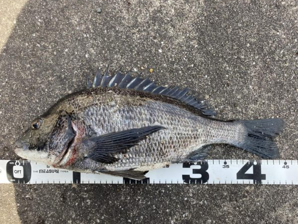 イチノ巨乳、釣果!