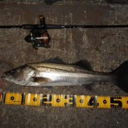 狙いはディープエリア。