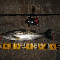 流れが緩くなった時が時合い？。