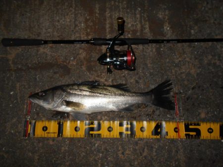 流れが緩くなった時が時合い？。