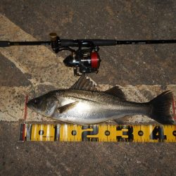 VJ-22ヘッド＋CA-02 アルカリシャッドの組み合わせでヒット。