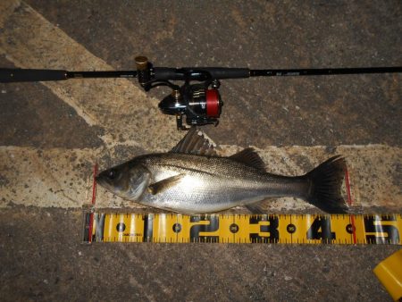 VJ-22ヘッド＋CA-02 アルカリシャッドの組み合わせでヒット。