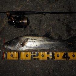 ベイトはイワシ。