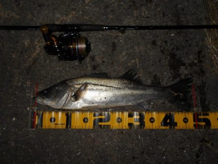 ベイトはイワシ。