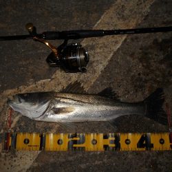 超ショートバイト…。