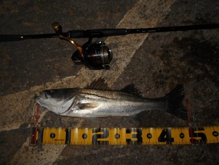 超ショートバイト…。