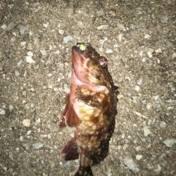 今宵もガシリング