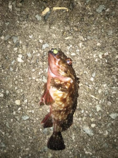 今宵もガシリング