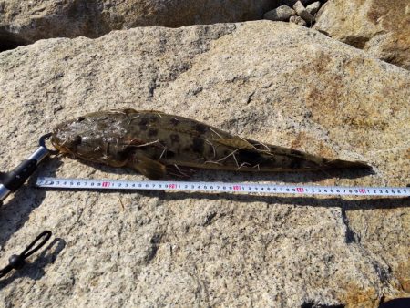 フラットフィッシュゲームNo.8