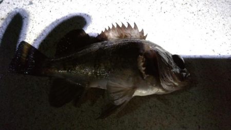 暖かく風も無いので