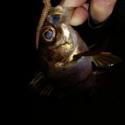 先週末に引き続き