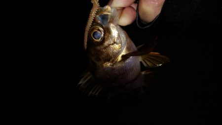 先週末に引き続き