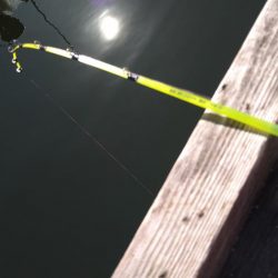 1年ぶりのワカサギ