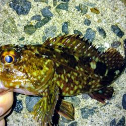 冬の根魚調査１３