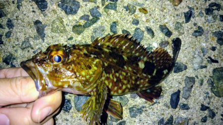 冬の根魚調査１３