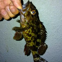 冬の根魚調査14